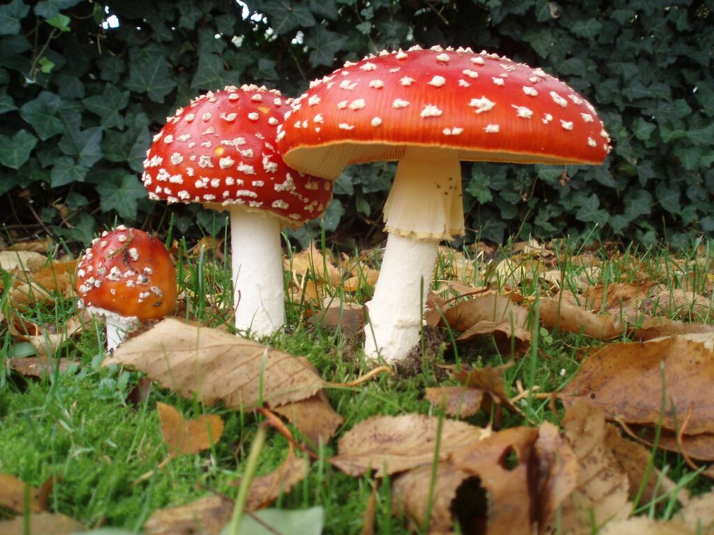 Psilocybin treatment for substance use disorder